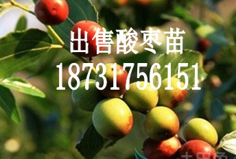 出售批发酸枣苗（基地直销）