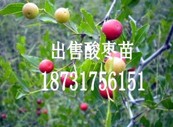 出售酸枣苗（耐寒冷、耐瘠薄的特性）