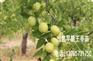 合肥早脆王枣种植基地，3公分早脆王枣多少钱一颗