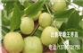 早脆王枣几月份成熟？几月份采摘上市