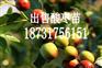 出售批发酸枣苗（基地直销）