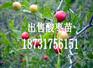 出售酸枣苗（耐寒冷、耐瘠薄的特性）