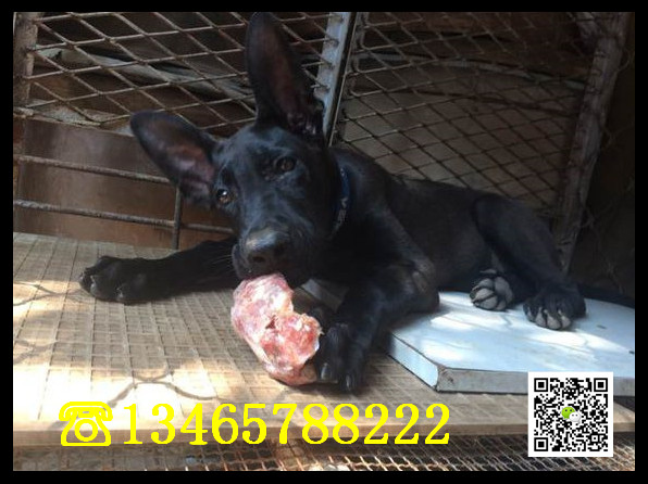 黑狼大全德国牧羊犬价格