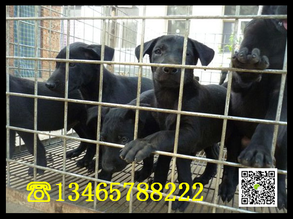 黑狼大全德国牧羊犬价格