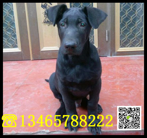 黑狼大全德国牧羊犬价格