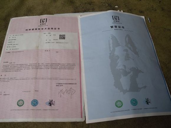 山东小黑狼价格狼狗价格