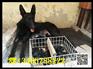 黑狼大全德国牧羊犬价格