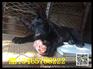 阳山县纯种幼犬价格中亚牧羊犬价格