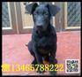 黑狼的饲养技术灵缇犬价格