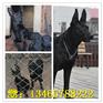 山东黑狼多少钱一只杜高犬价格