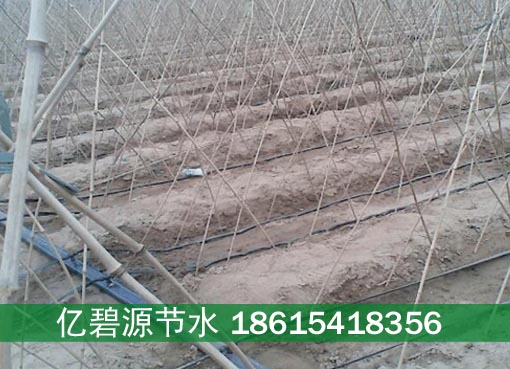 郑州山药膜下滴灌高产栽培技术成本  郑州山药滴灌