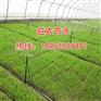 襄阳温室地插微喷灌溉施肥机