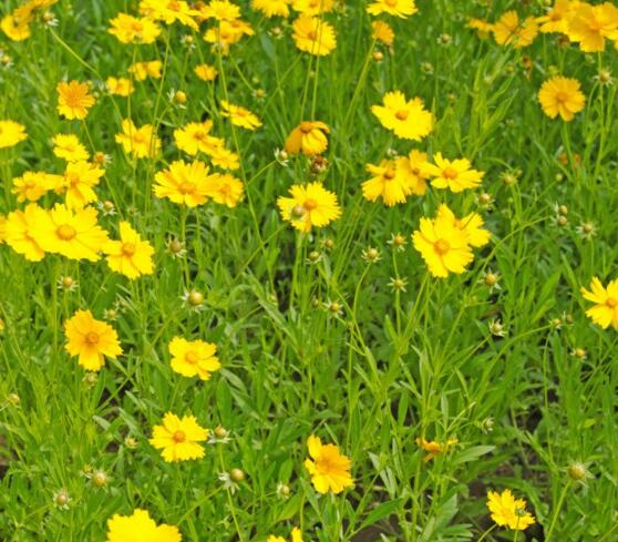 潍坊宿根花卉种植基地