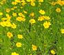 潍坊宿根花卉种植基地