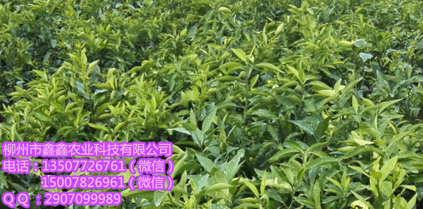 供应沙糖桔杯苗&nbsp;&nbsp;茂谷柑苗&nbsp;&nbsp;三红蜜柚苗&nbsp;&nbsp;红心柚苗