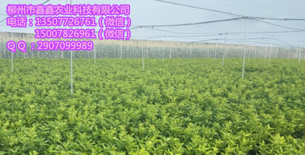 大理哪有沙糖桔树苗卖？&nbsp;&nbsp;茂谷柑苗&nbsp;&nbsp;三红蜜柚苗&nbsp;&nbsp;红心柚苗