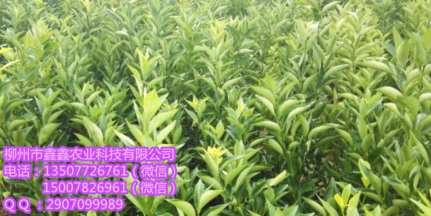 楚雄州哪里有091沃柑无籽无刺苗卖? 茂谷柑苗 三红蜜柚苗 红心柚苗