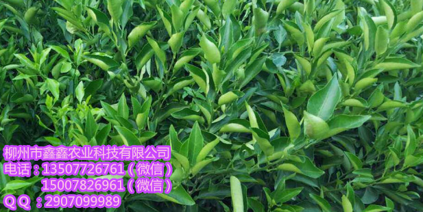 楚雄州大棚东方红桔子苗价格多少钱？&nbsp;&nbsp;茂谷柑苗&nbsp;&nbsp;三红蜜柚苗&nbsp;&nbsp;红心柚苗