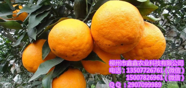文山哪里有优质无核沃柑营养杯苗卖啊？&nbsp;&nbsp;茂谷柑苗&nbsp;&nbsp;三红蜜柚苗&nbsp;&nbsp;红心柚苗