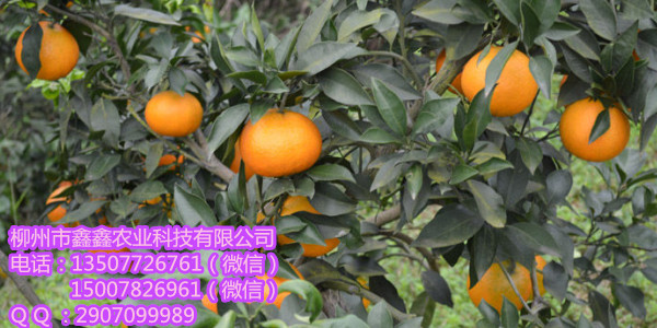 好金桔树苗多少钱啊?&nbsp;&nbsp;茂谷柑苗&nbsp;&nbsp;三红蜜柚苗&nbsp;&nbsp;红心柚苗
