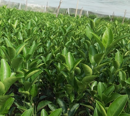 常德无核沃柑苗出售&nbsp;&nbsp;茂谷柑苗&nbsp;&nbsp;三红蜜柚苗&nbsp;&nbsp;红心柚苗