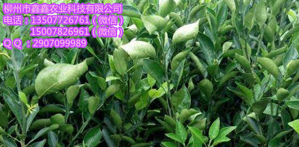 大理桔柚苗价格&nbsp;&nbsp;茂谷柑苗&nbsp;&nbsp;三红蜜柚苗&nbsp;&nbsp;红心柚苗