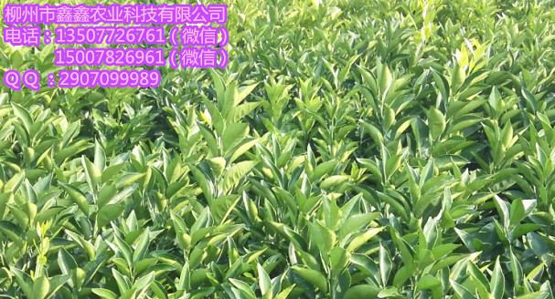 大理桔柚苗价格&nbsp;&nbsp;茂谷柑苗&nbsp;&nbsp;三红蜜柚苗&nbsp;&nbsp;红心柚苗
