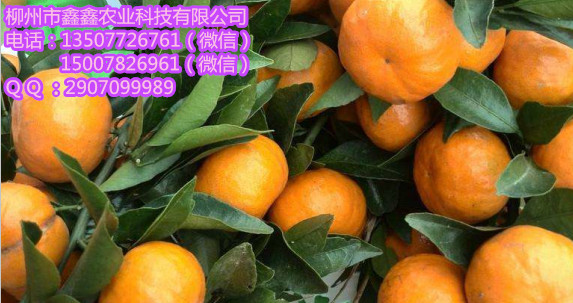 文山大量爱媛42号苗批发_&nbsp;&nbsp;茂谷柑苗&nbsp;&nbsp;三红蜜柚苗&nbsp;&nbsp;红心柚苗