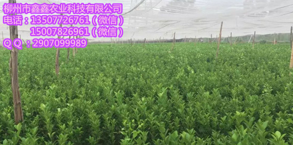 供应091沃柑新系苗&nbsp;&nbsp;茂谷柑苗&nbsp;&nbsp;三红蜜柚苗&nbsp;&nbsp;红心柚苗