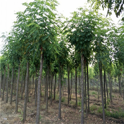 保定市香花槐苗木