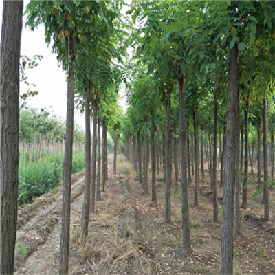 山东香花槐苗木