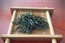 批发小村绿茶3号恩施富硒茶叶