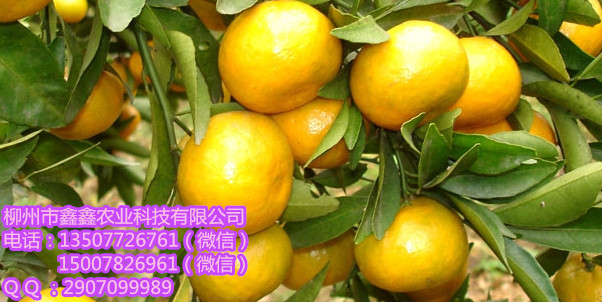 怒江哪里有马水桔苗出售&nbsp;&nbsp;沙糖桔苗&nbsp;&nbsp;沃柑苗&nbsp;&nbsp;沃柑苗价格
