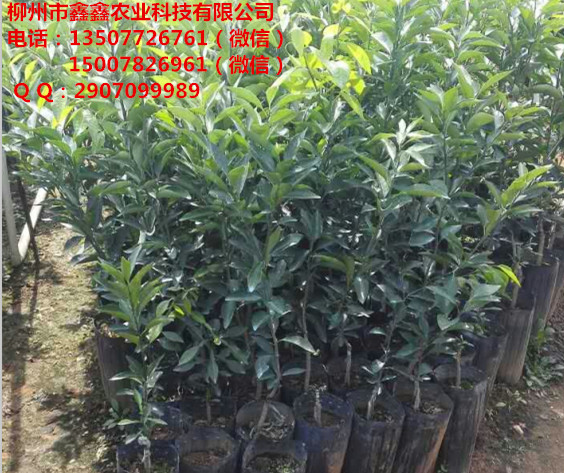 红河无核沃柑苗价格多少钱一棵&nbsp;&nbsp;沙糖桔苗&nbsp;&nbsp;脐橙苗价格&nbsp;&nbsp;茂谷柑苗