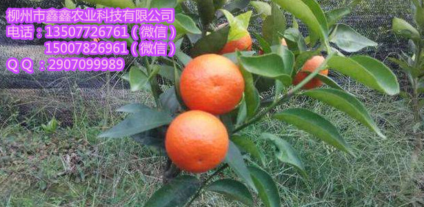怒江果树批发【怒江果树批发哪里的好】&nbsp;&nbsp;沙糖桔苗&nbsp;&nbsp;茂谷柑苗&nbsp;&nbsp;沃柑苗价格