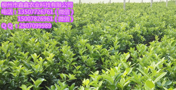 红河哪里有W默科特苗卖&nbsp;&nbsp;脐橙苗&nbsp;&nbsp;茂谷柑果苗&nbsp;&nbsp;沃柑苗价格