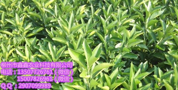兴义哪里有明柳甜桔苗基地&nbsp;&nbsp;沙糖桔苗&nbsp;&nbsp;茂谷柑果苗&nbsp;&nbsp;茂谷柑苗