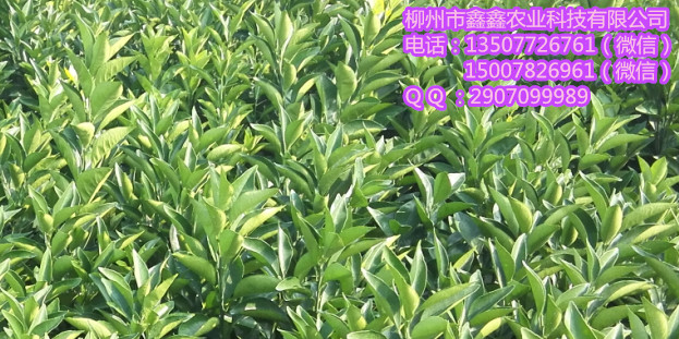 兴义哪里有明柳甜桔苗基地&nbsp;&nbsp;沙糖桔苗&nbsp;&nbsp;茂谷柑果苗&nbsp;&nbsp;茂谷柑苗