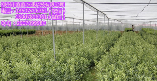 兴义金桔小苗一年的果苗多少钱一棵 脐橙苗 茂谷柑果苗 默科特苗
