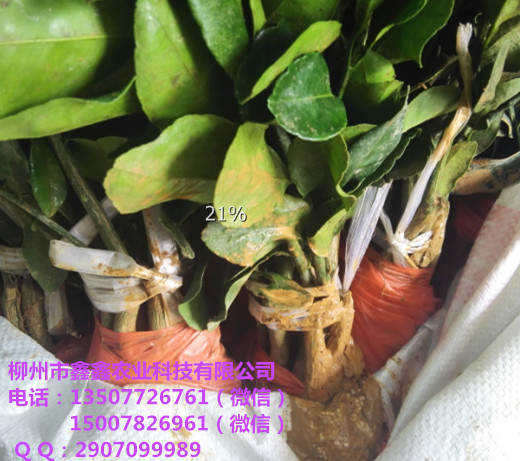 兴义金秋早熟沙糖桔杯苗出售 沙糖桔苗 茂谷柑苗 沃柑苗