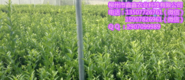 红河哪里有红河蜜桔苗卖&nbsp;&nbsp;沙糖桔苗&nbsp;&nbsp;脐橙苗价格&nbsp;&nbsp;默科特苗