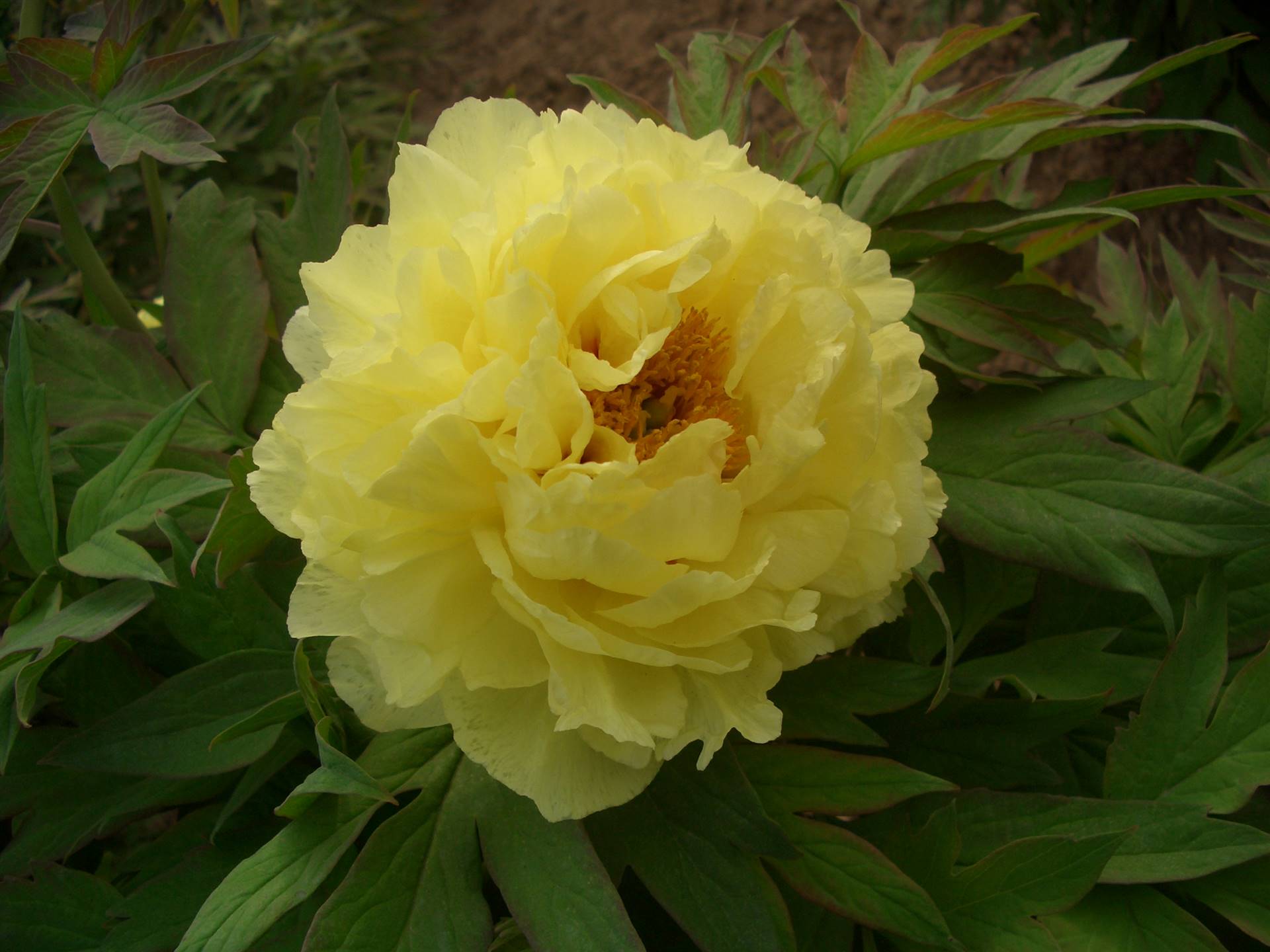 菏泽观赏牡丹&nbsp;&nbsp;牡丹种苗&nbsp;&nbsp;芍药种苗