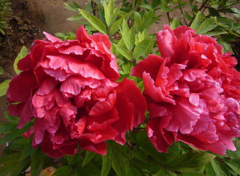观赏牡丹&nbsp;&nbsp;牡丹种苗&nbsp;&nbsp;芍药种苗&nbsp;&nbsp;牡丹芍药
