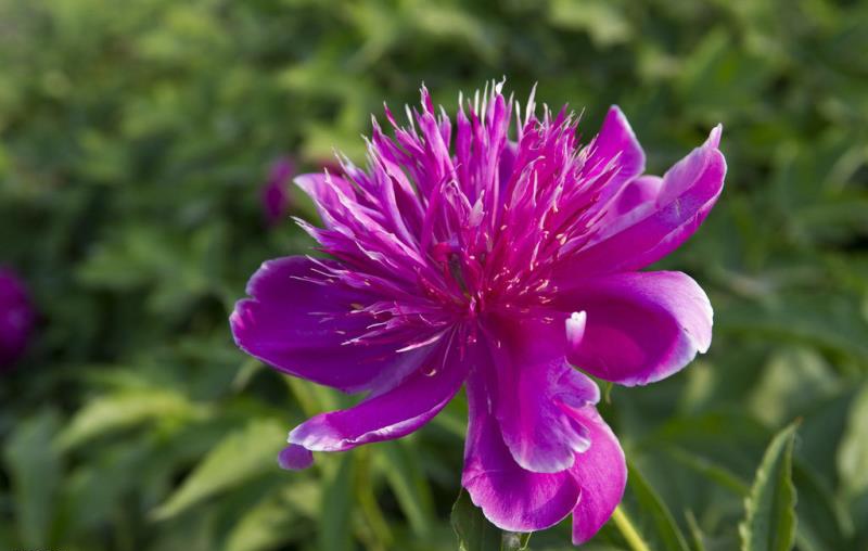 菏泽观赏牡丹 芍药  芦笋一颗苗多少钱  观赏牡丹苗  观赏芍药花苗  芦笋苗