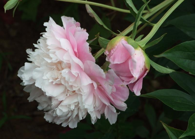 菏泽观赏牡丹 芍药  芦笋一颗苗多少钱  观赏牡丹苗  观赏芍药花苗  芦笋苗