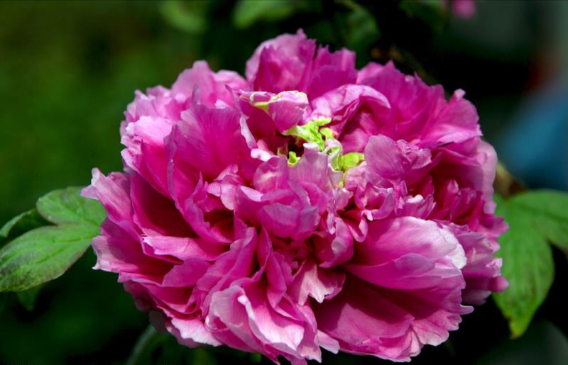 观赏牡丹 芍药  芦笋一亩地需要多少苗  观赏芍药  菏泽牡丹  芦笋苗