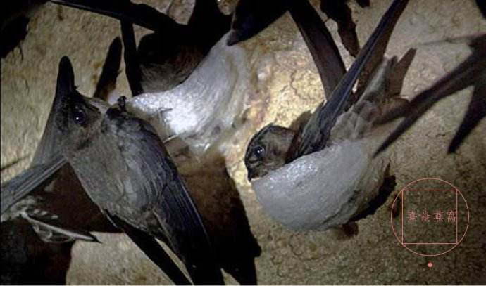 进口马来西亚要报关资料  马来西亚燕窝  燕窝的功效