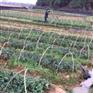 茶树苗,高产油茶树苗,大果红花油茶苗