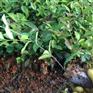 高产油茶树苗，长林品种油茶苗，油茶苗多少钱一棵