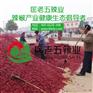 匡老五辣业辣椒品种小百科之天宇椒批发